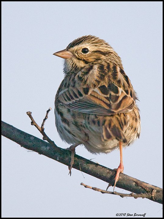 _0SB2515 savannah sparrow.jpg